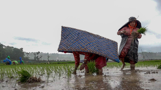 खोकनामा रोपाइँको रौनक [तस्बिरहरु]